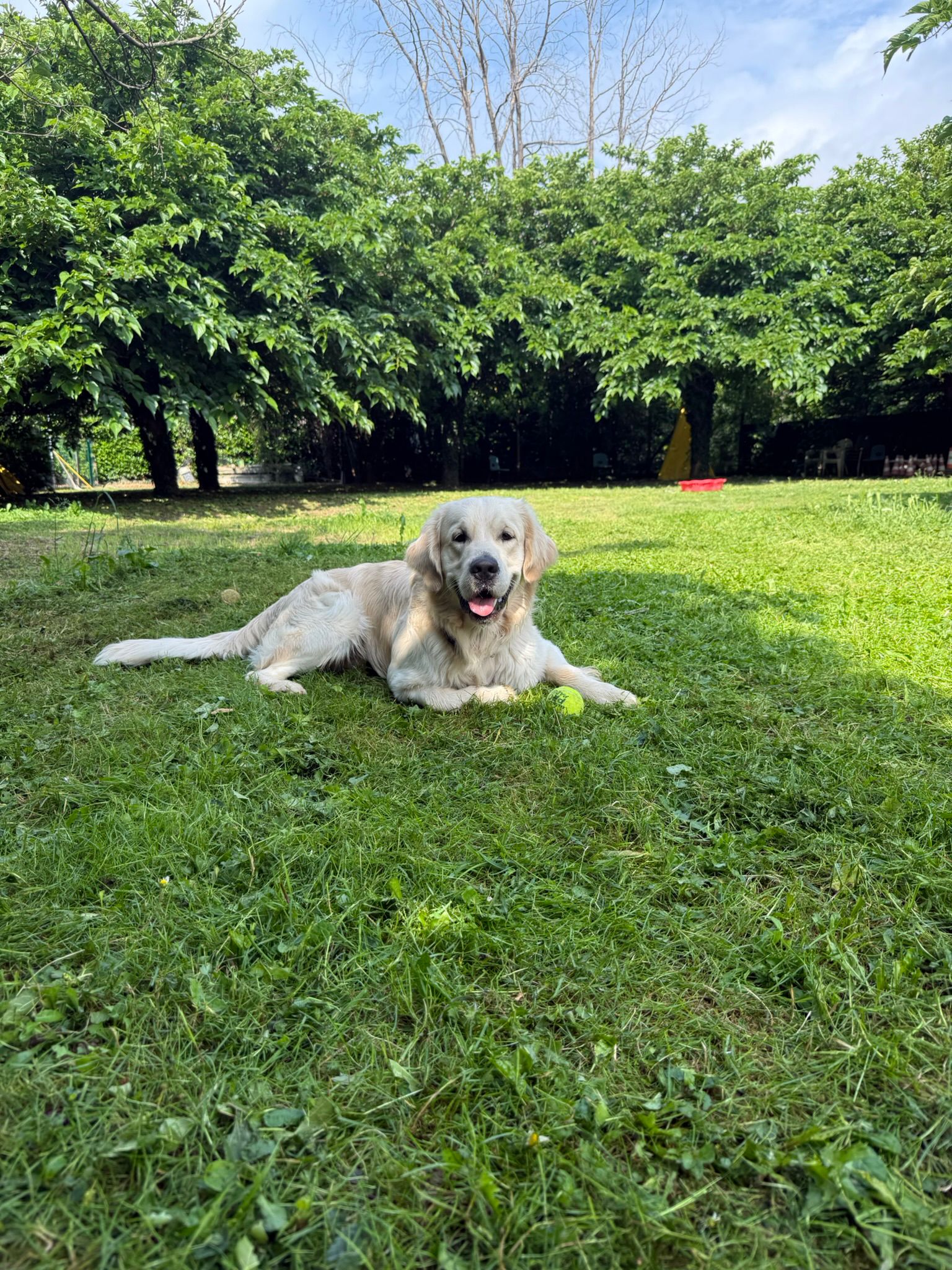 Cane rilassato in giardino