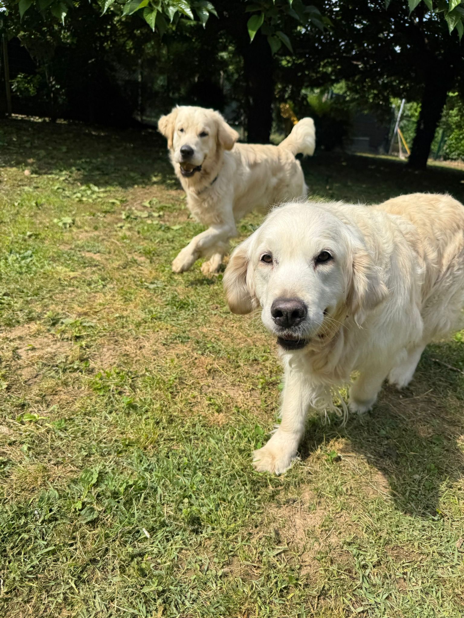 Due cani nel giardino di Cloeshouse