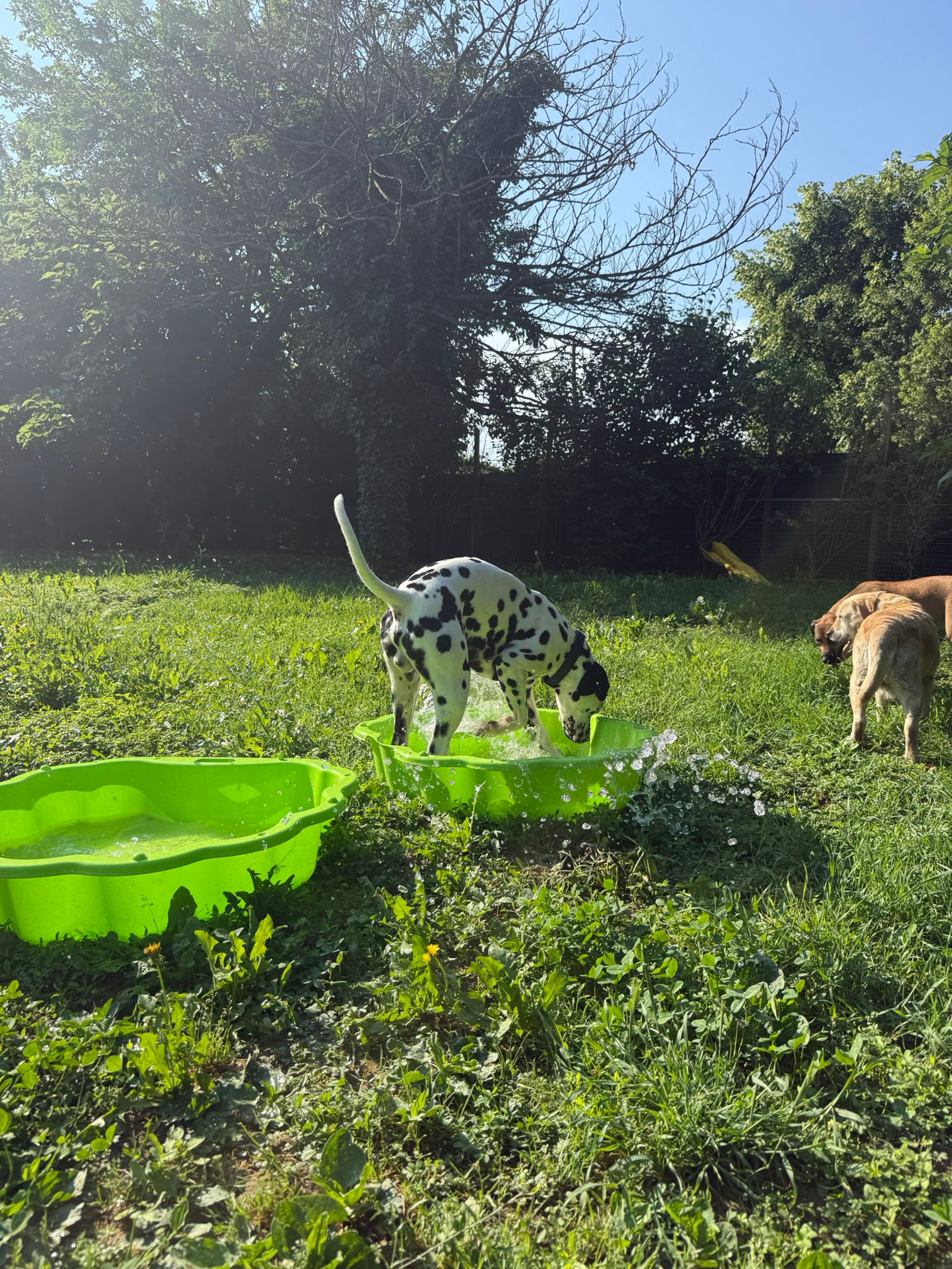 Cani all aperto durante una giornata a Cloeshouse